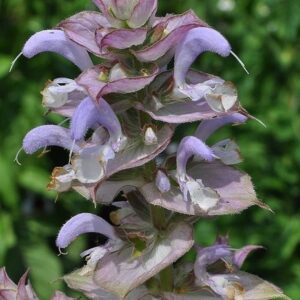Salvia sclarea L.