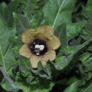 Hyoscyamus niger L.