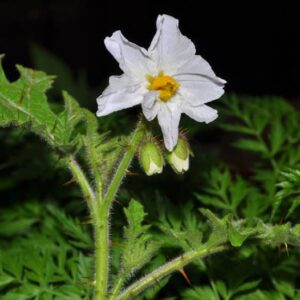 Solanum sisymbrifolium Lam.