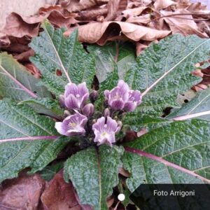 Mandragora autumnalis Bertol.