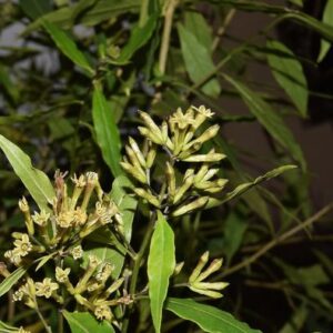 Cestrum Parqui L'Her.