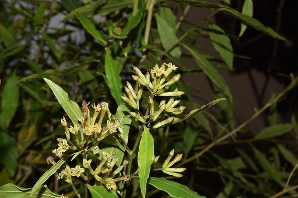 Cestrum Parqui L'Her.