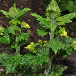 Scrophularia vernalis L.