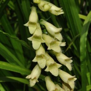 Digitalis lutea L.