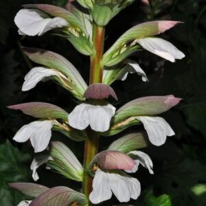 Acanthus mollis L.