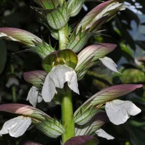 Acanthus spinosus L.