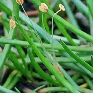 Plantago uniflora L.