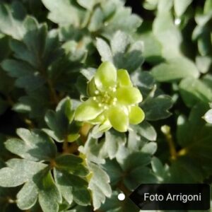 Adoxa moschatellina L.