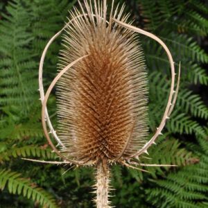Dipsacus fullonum L.