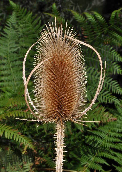 Dipsacus fullonum L.