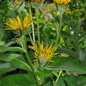 Inula helenium L.