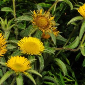 Pallenis spinosa (L.) Cass.