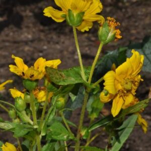 Guizotia abyssinica (L. f.) Cass.