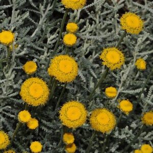 Santolina chamaecyparissus L.