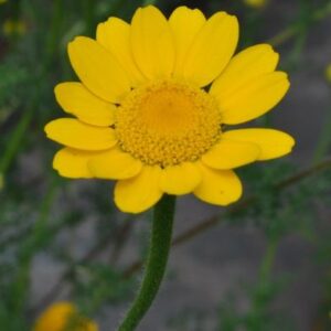 Anacyclus radiatus Loisel.