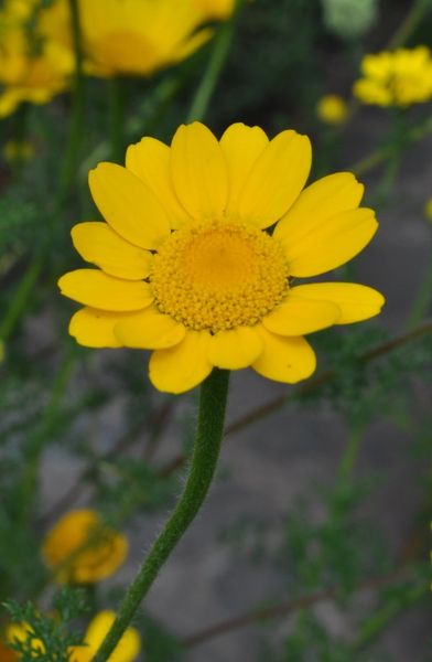 Anacyclus radiatus Loisel.