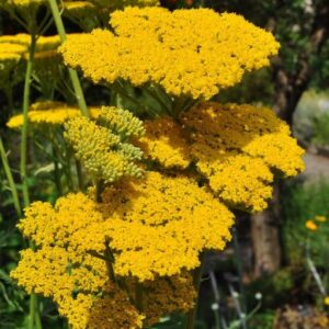 Achillea tomentosa L.