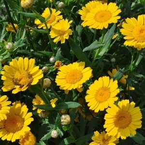 Glebionis segetum (L.) Fourr.