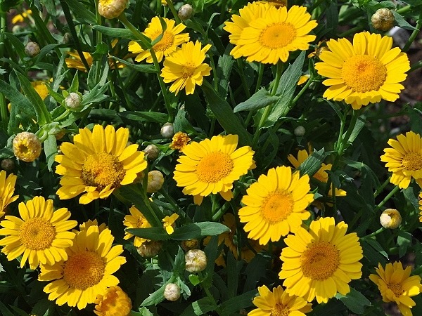 Glebionis segetum (L.) Fourr.