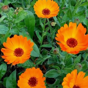 Calendula officinalis L.