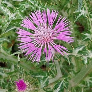 Galactites tomentosa Moench