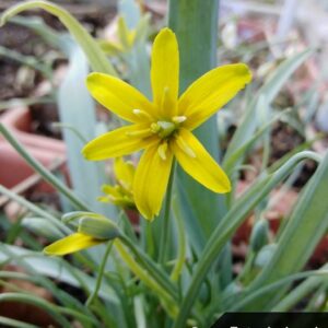 Gagea lutea (L.) Ker Gawl.