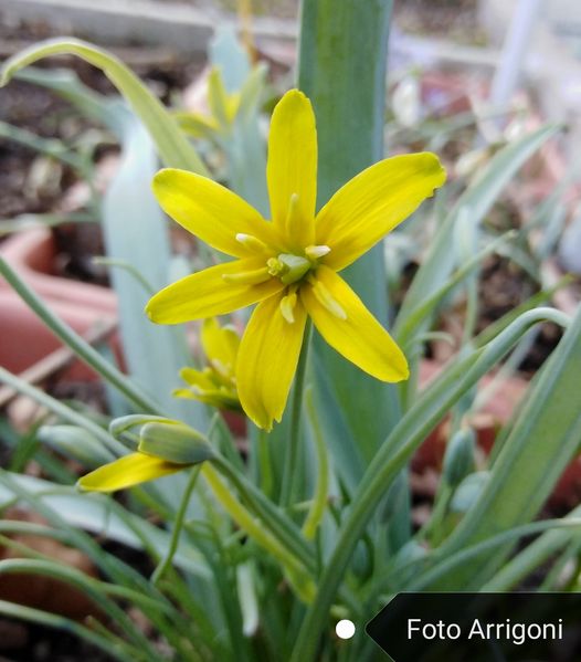 Gagea lutea (L.) Ker Gawl.