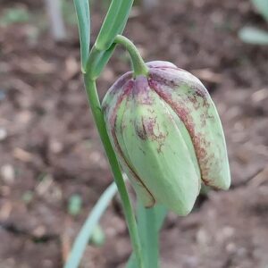 Fritillaria involucrata All.