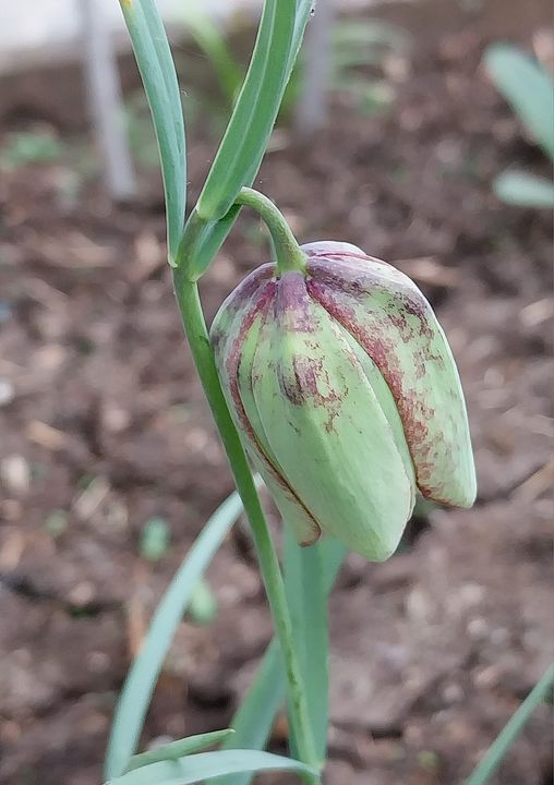 Fritillaria involucrata All.