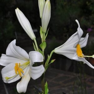 Lilium candidum L.