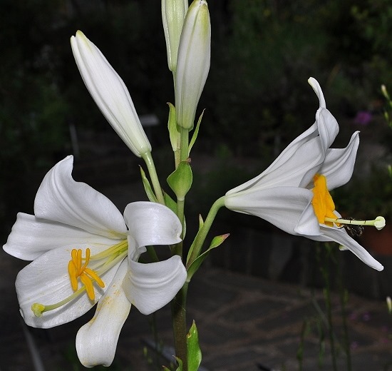 Lilium candidum L.