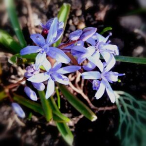 Scilla bifolia L.