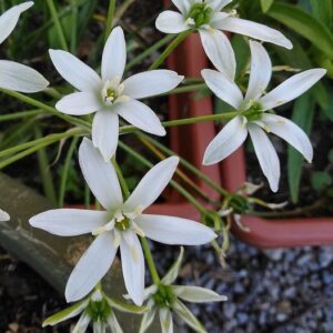 Ornithogalum umbellatum L.