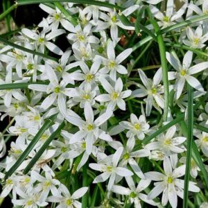 Ornithogalum exscapum Ten.