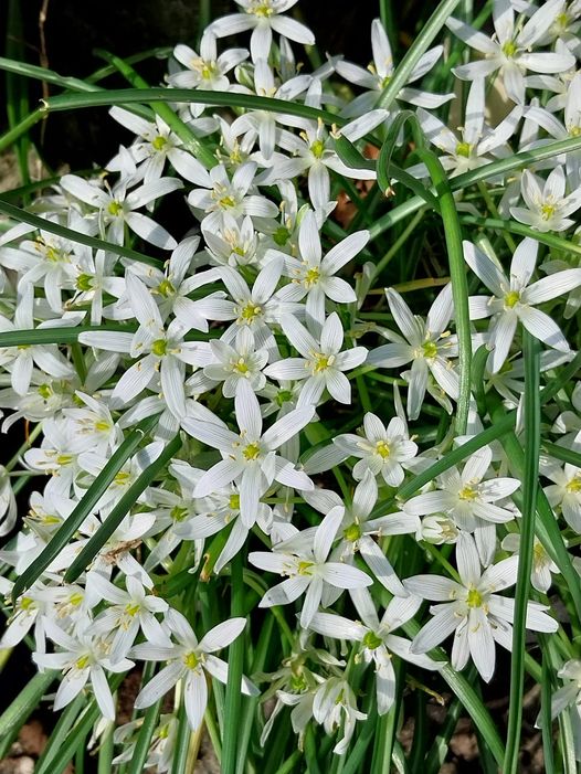 Ornithogalum exscapum Ten.