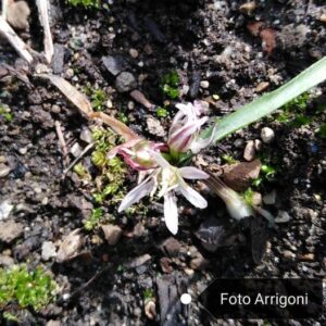 Allium chamaemoly L.