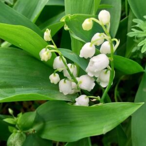 Convallaria majalis L.