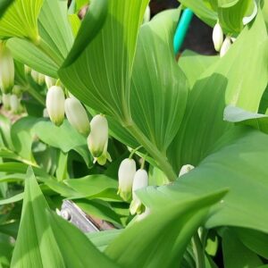 Polygonatum odoratum (Mill.) Druce