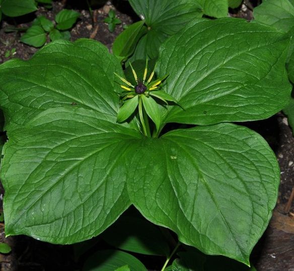 Paris quadrifolia L.