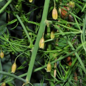 Asparagus officinalis L.