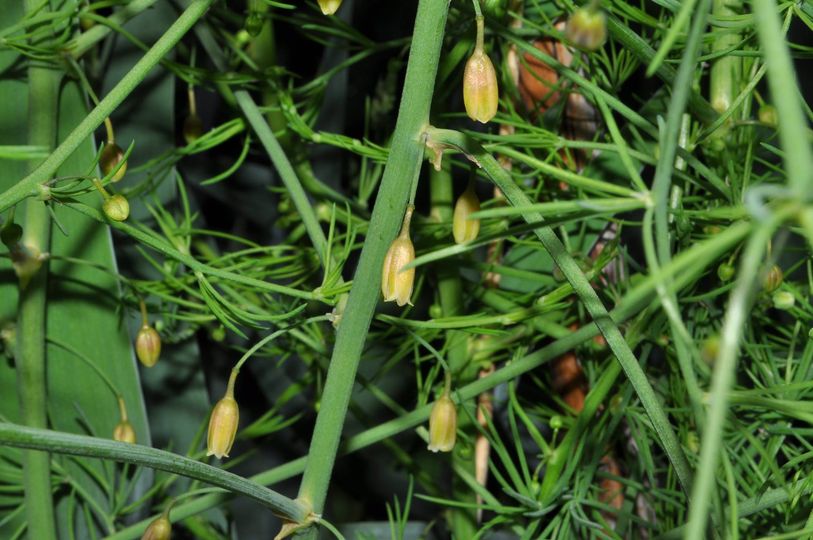 Asparagus officinalis L.