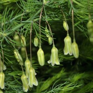 Asparagus tenuifolius Lam.