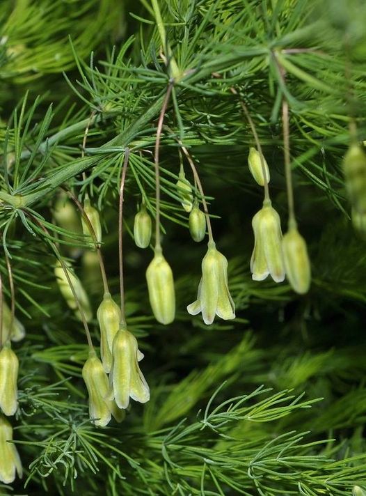 Asparagus tenuifolius Lam.