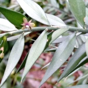 Ruscus aculeatus L.