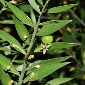 Ruscus aculeatus L. var. angustifolia