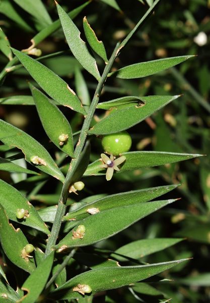 Ruscus aculeatus L. var. angustifolia