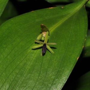 Ruscus hypoglossum L.