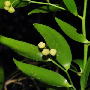 Danaë racemosa (L.) Moench