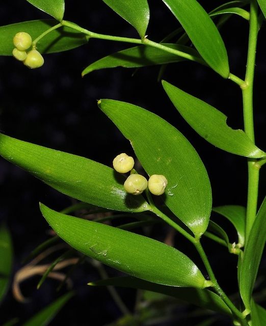 Danaë racemosa (L.) Moench