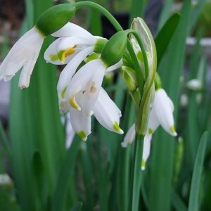 Leucojum aestivum L.